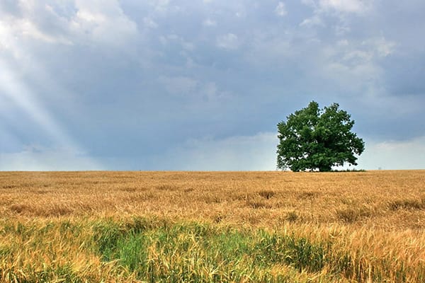 sun shining through clouds over a field and a large tree