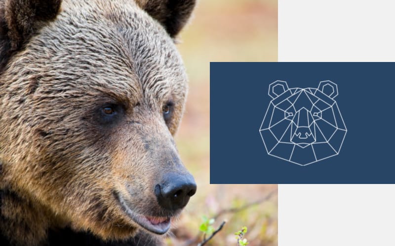 Grizzly bear next to geometric bear icon