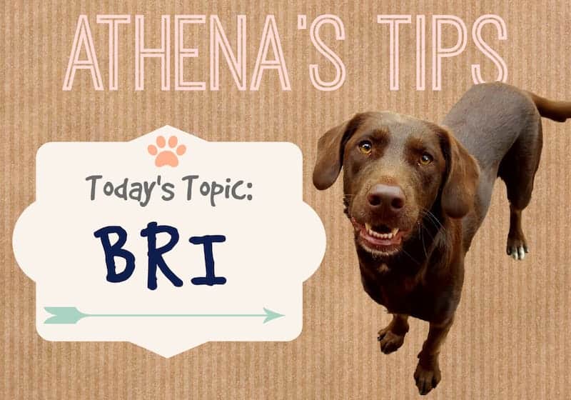 Athenas Tips Biblical Responsible Investing