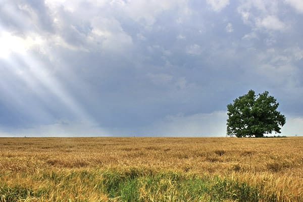 How We Are Different